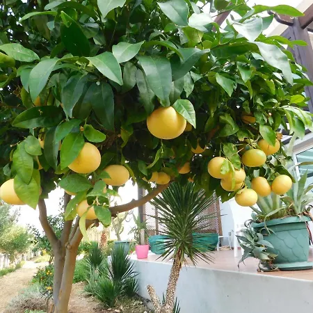 B7 - Ground Floor Apt 2, Sunflower Garden Apartment, Crystal Bay Marina 公寓 Agios Nikolaos (Famagusta)